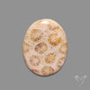 Fossil Coral Cabochon
