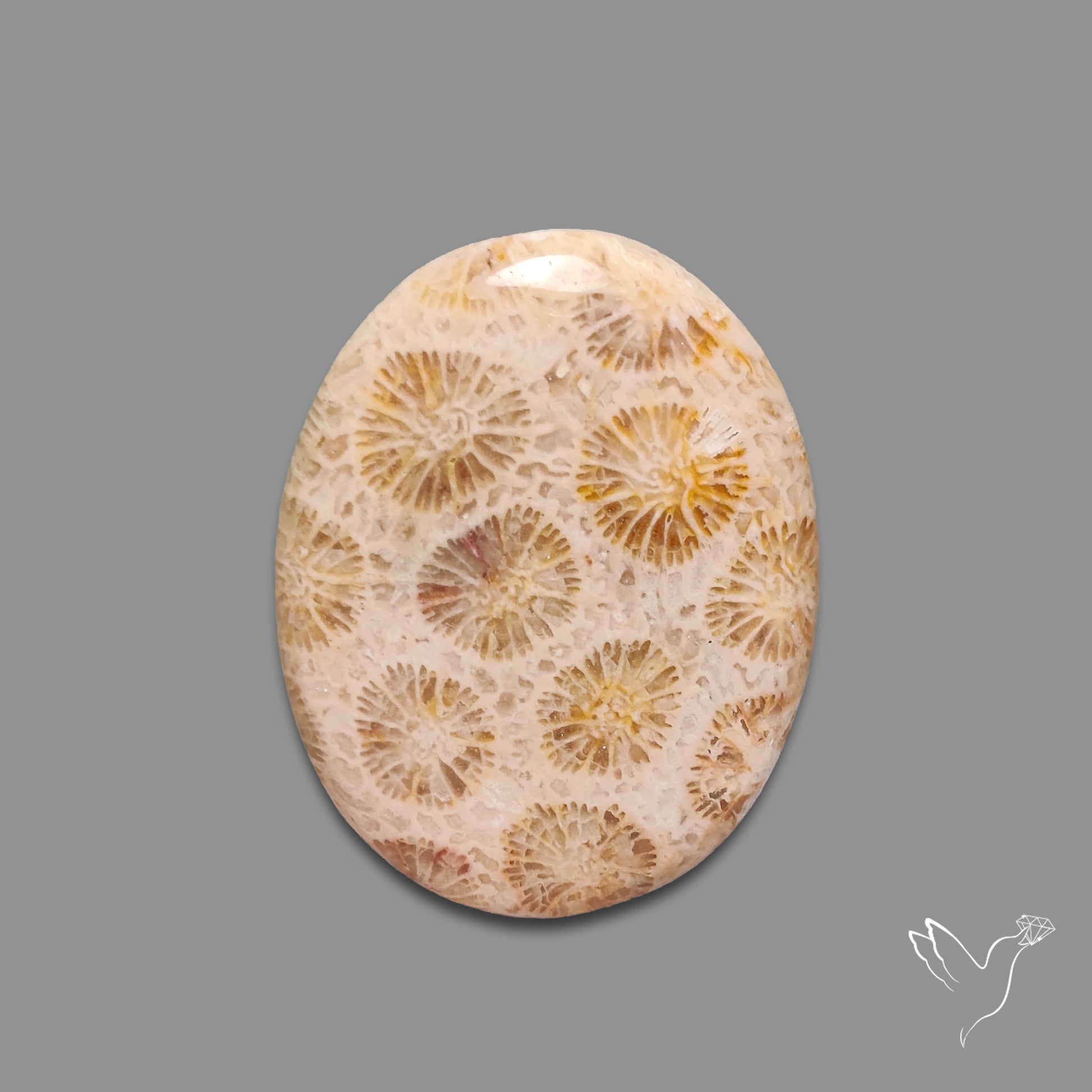 Fossil Coral Cabochon