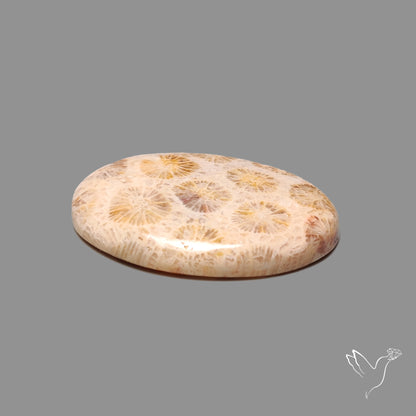 Fossil Coral Cabochon