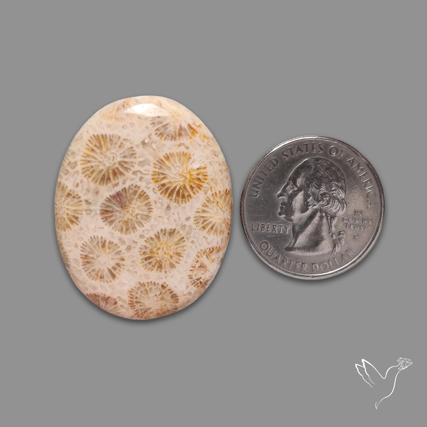 Fossil Coral Cabochon