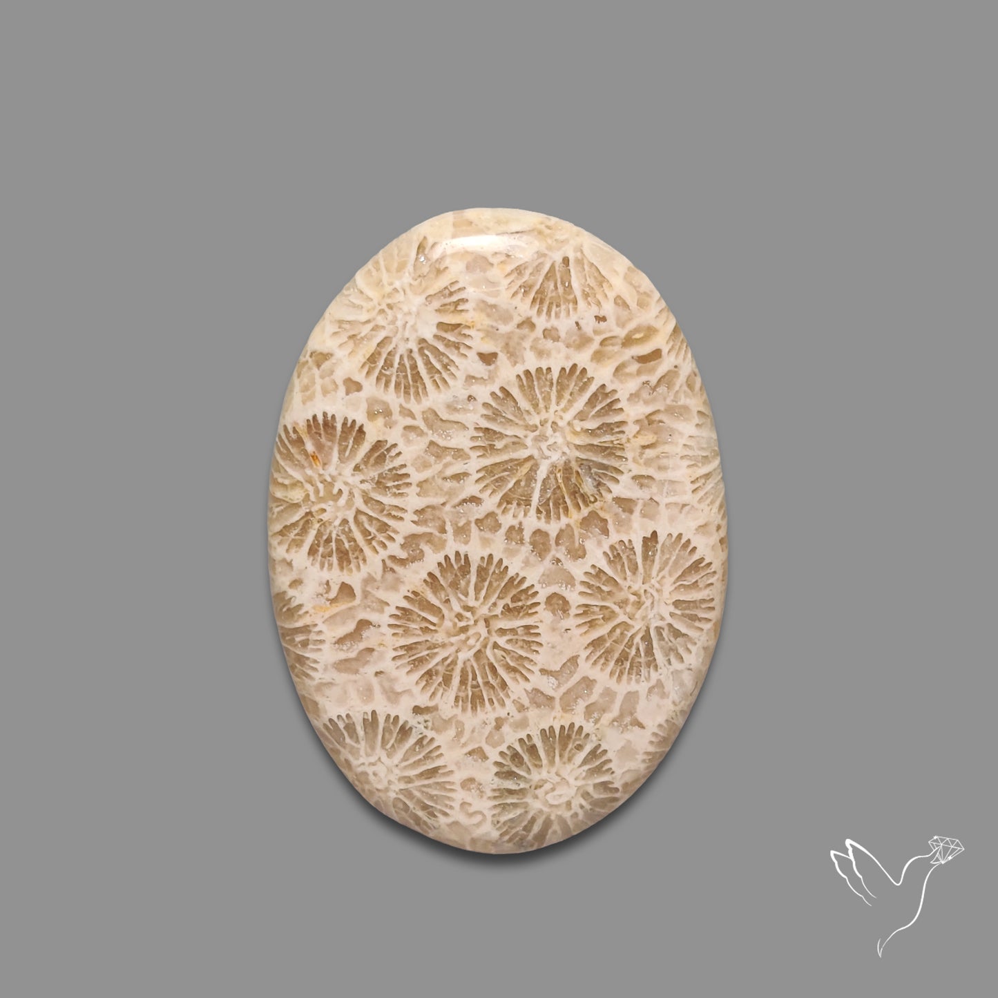 Fossil Coral Cabochon