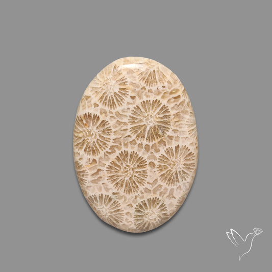 Fossil Coral Cabochon