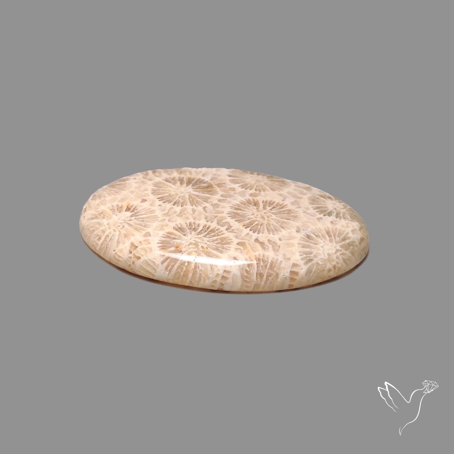 Fossil Coral Cabochon