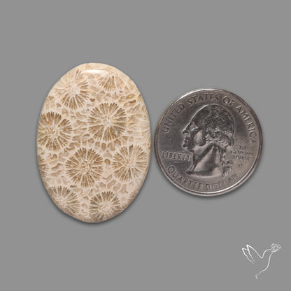 Fossil Coral Cabochon