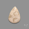 Fossil Coral Cabochon