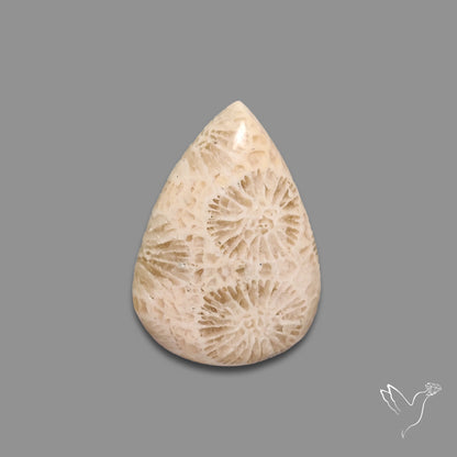 Fossil Coral Cabochon