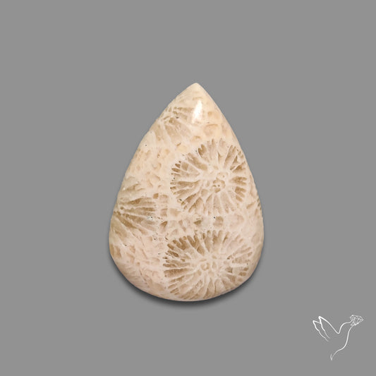 Fossil Coral Cabochon