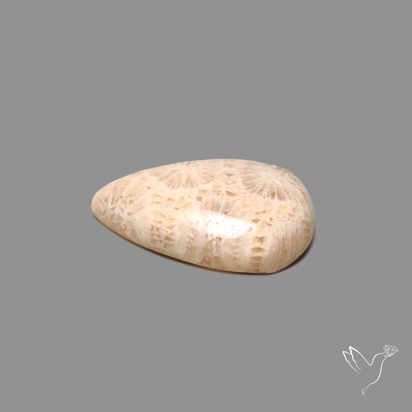 Fossil Coral Cabochon