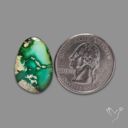 Sonoran Gold Turquoise Cabochon Rare