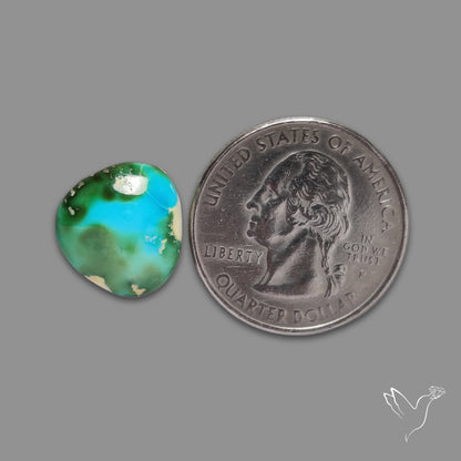 Sonoran Gold Turquoise Cabochon Rare