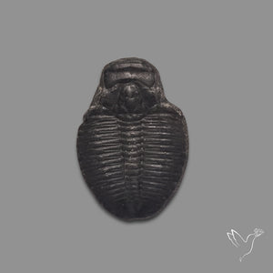 Trilobite Fossil