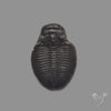Trilobite Fossil