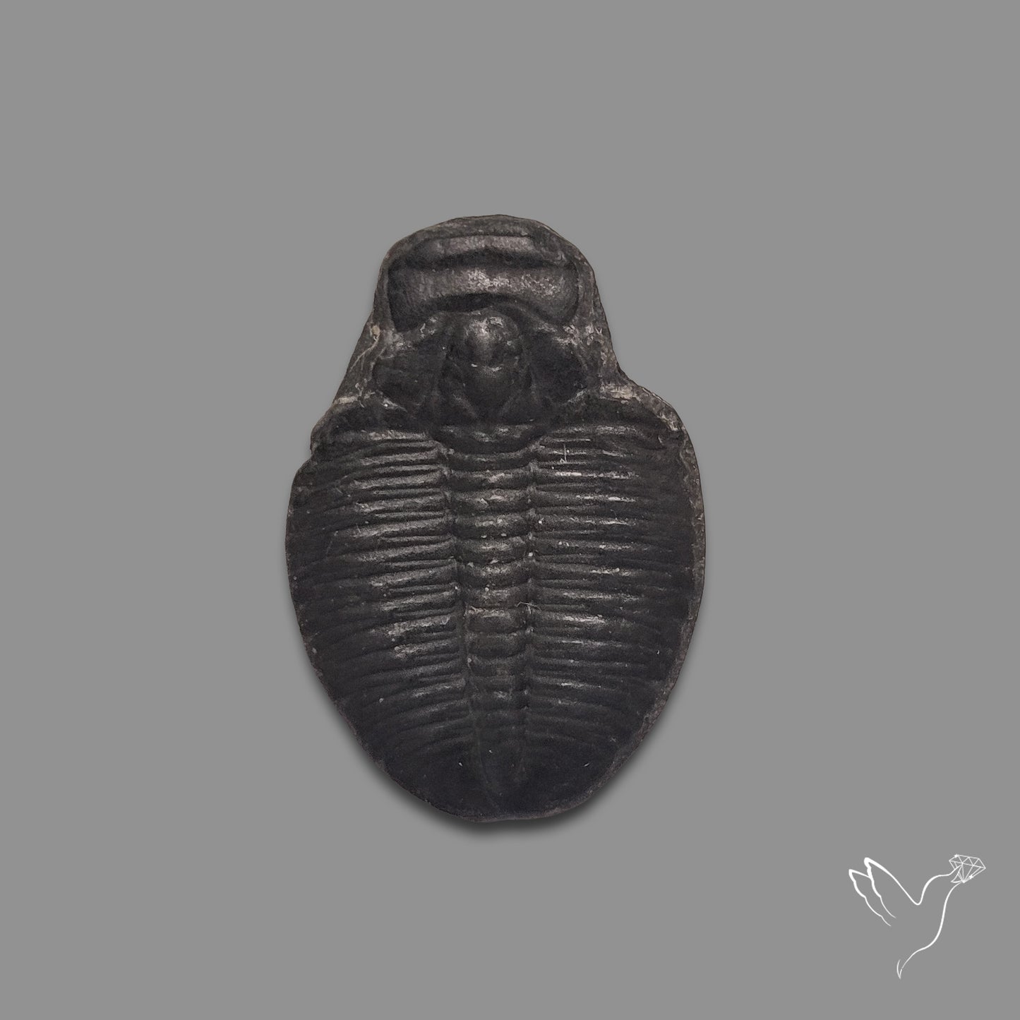 Trilobite Fossil