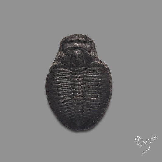 Trilobite Fossil