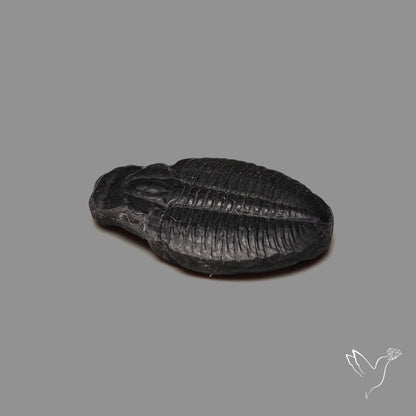 Trilobite Fossil