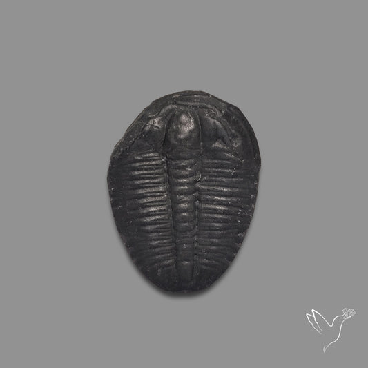 Trilobite Fossil