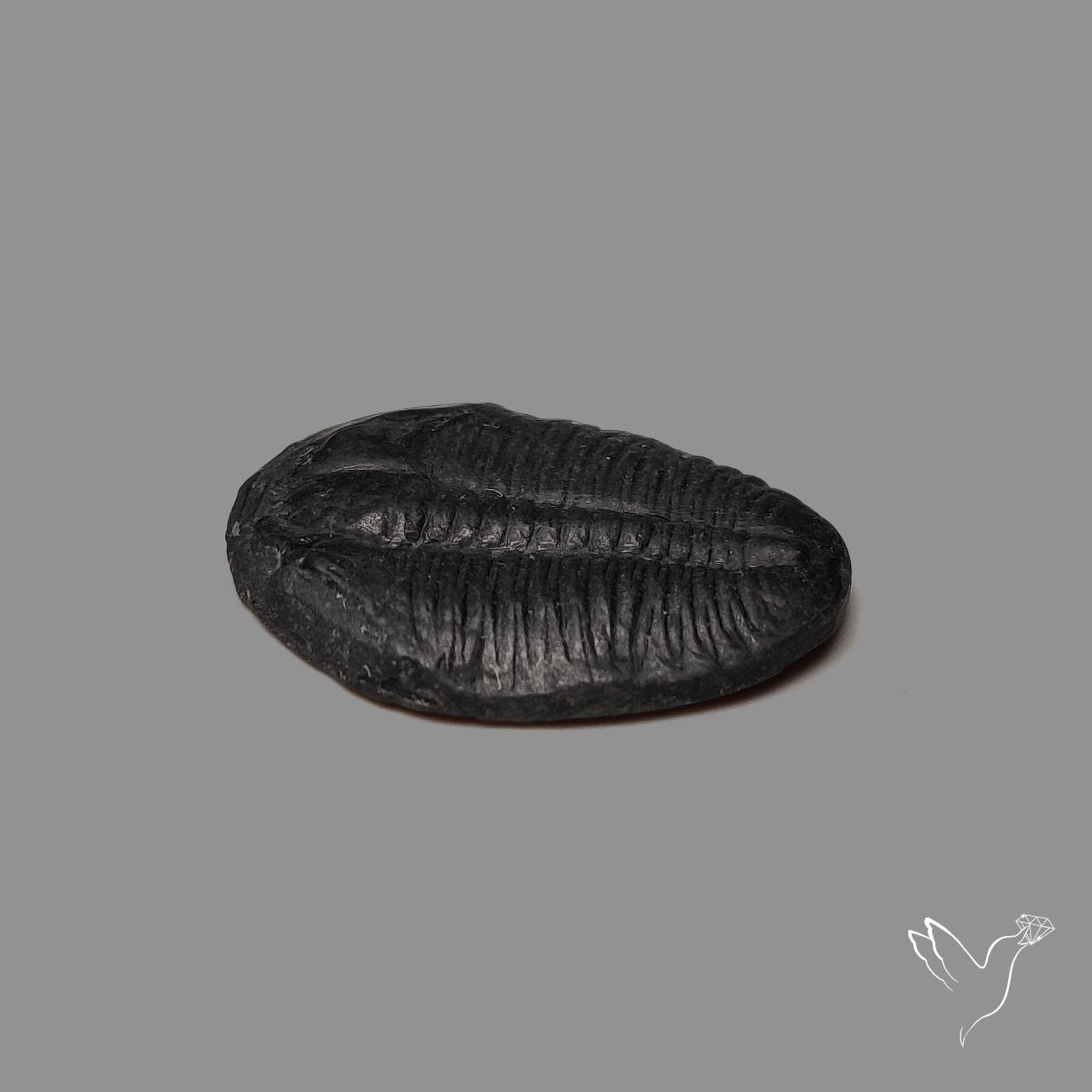 Trilobite Fossil