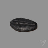 Trilobite Fossil
