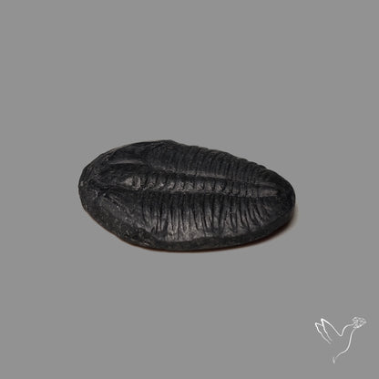 Trilobite Fossil
