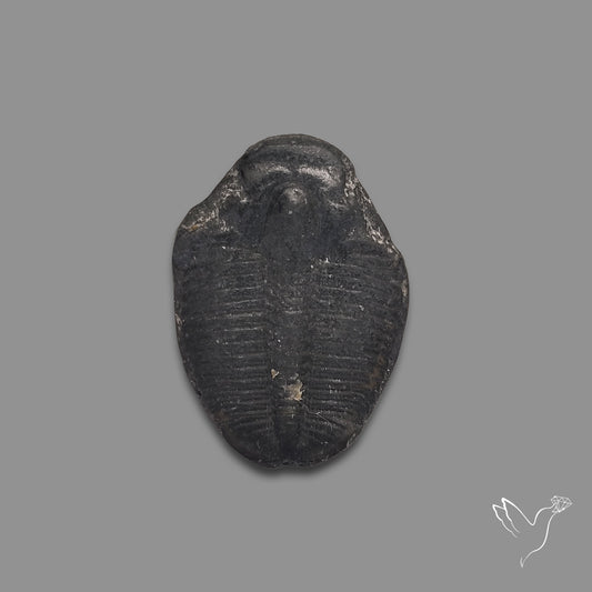 Trilobite Fossil