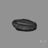 Trilobite Fossil
