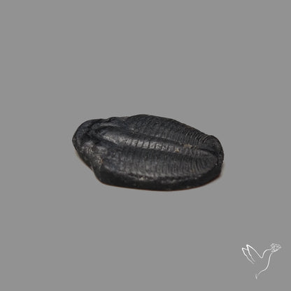 Trilobite Fossil