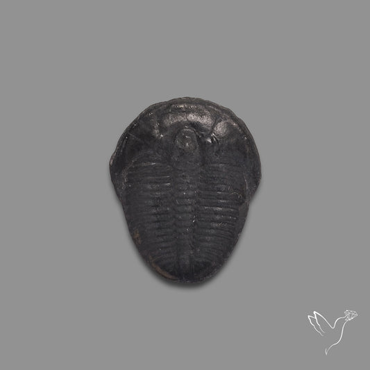 Trilobite Fossil