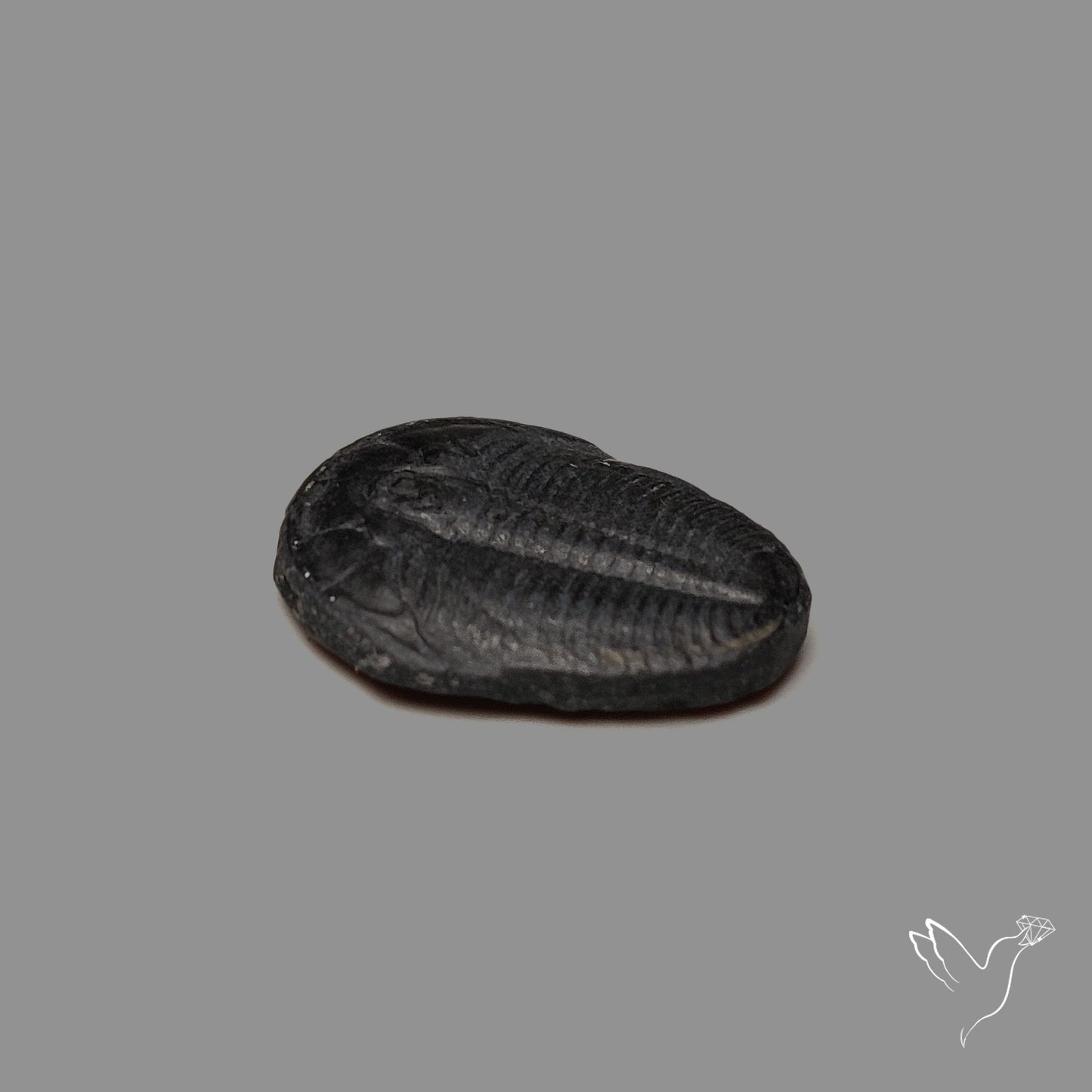Trilobite Fossil
