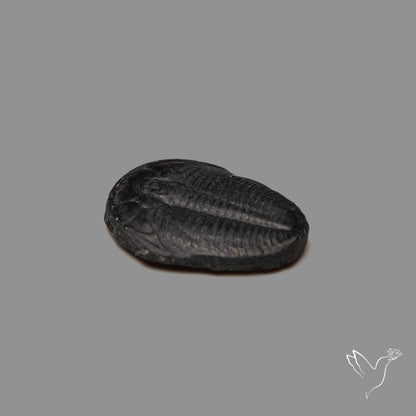 Trilobite Fossil