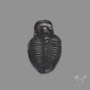 Trilobite Fossil