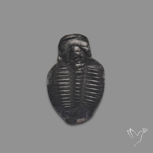 Trilobite Fossil