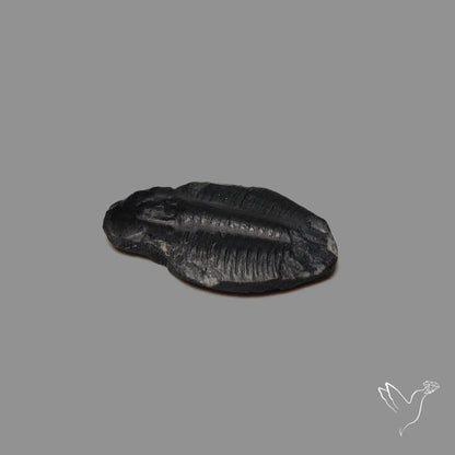 Trilobite Fossil