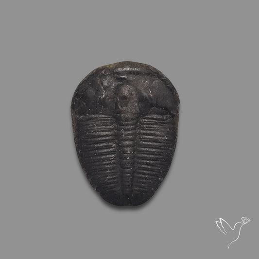 Trilobite Fossil