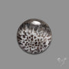 Stingray Black Fossil Coral Cabochon