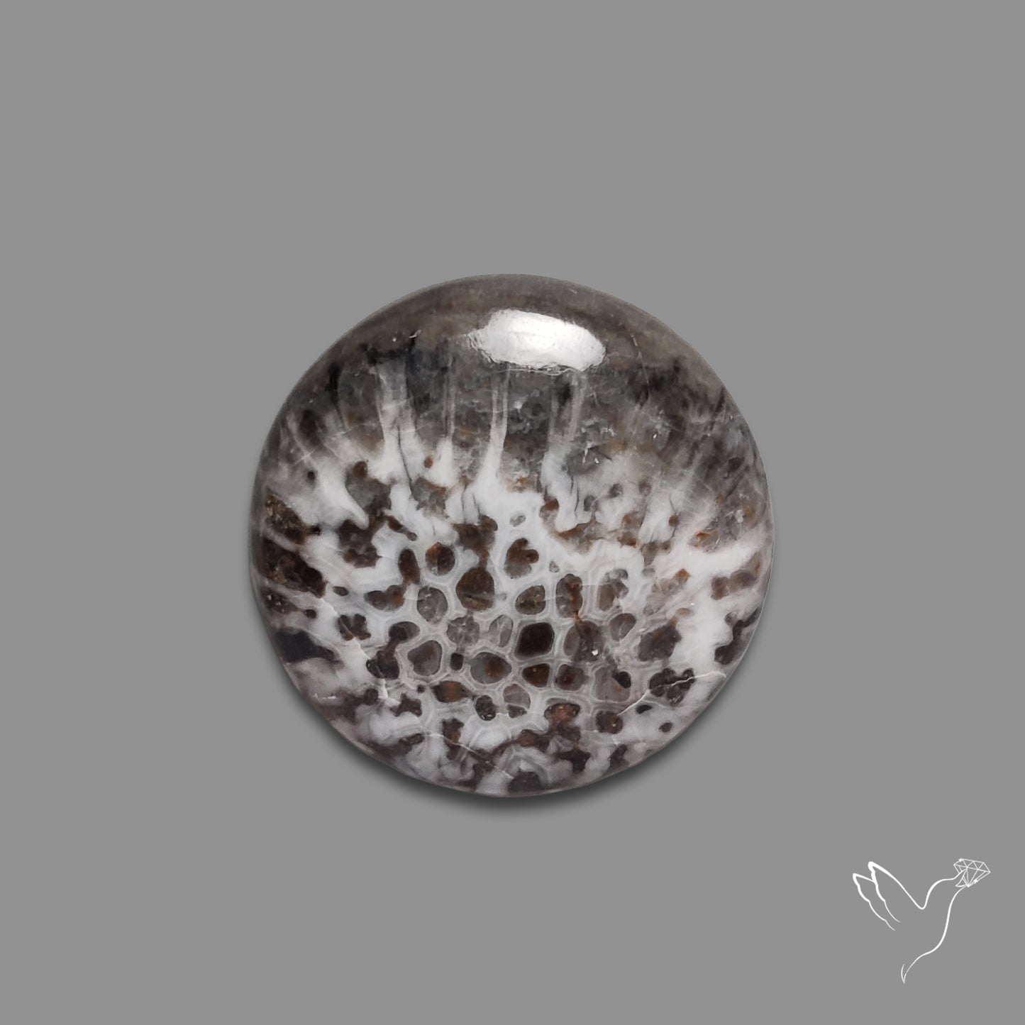 Stingray Black Fossil Coral Cabochon