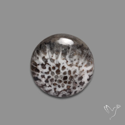 Stingray Black Fossil Coral Cabochon