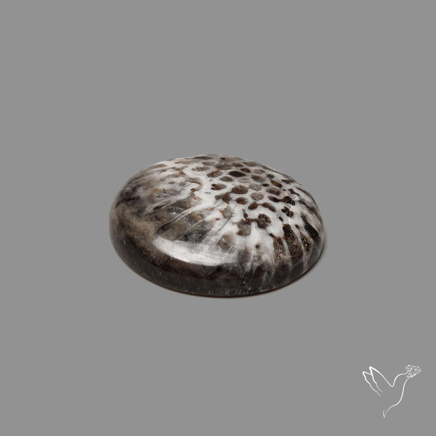 Stingray Black Fossil Coral Cabochon