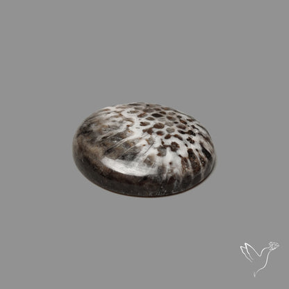 Stingray Black Fossil Coral Cabochon