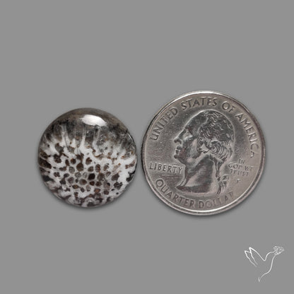 Stingray Black Fossil Coral Cabochon