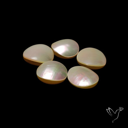Mother of Pearls Lot