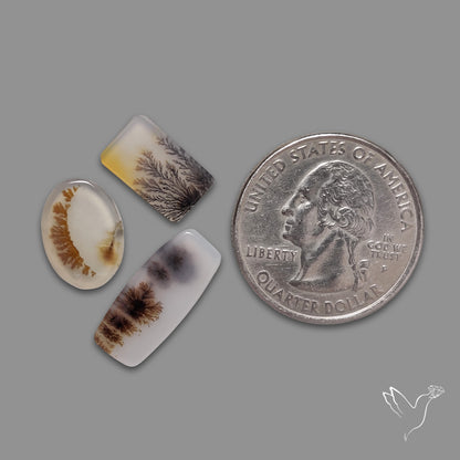 Scenic Agates Lot