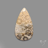 Fossil Coral Cabochon