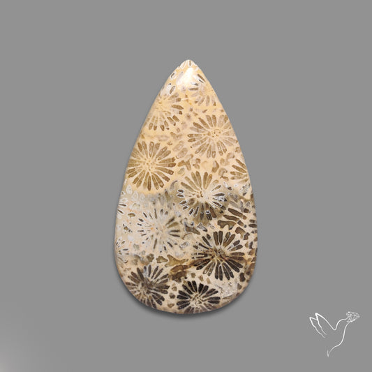 Fossil Coral Cabochon