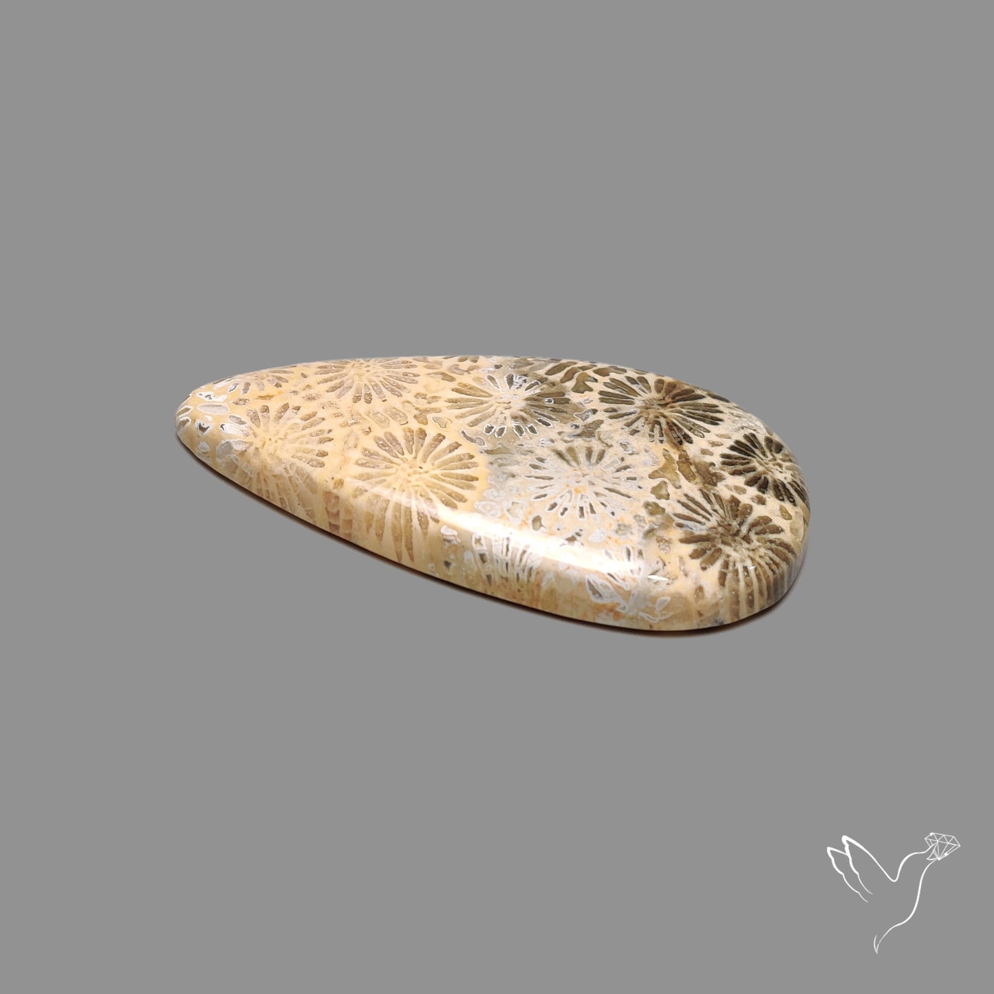 Fossil Coral Cabochon