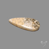 Fossil Coral Cabochon