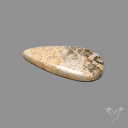 Fossil Coral Cabochon