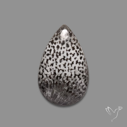 Black Fossil Coral Cabochon