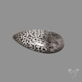 Black Fossil Coral Cabochon