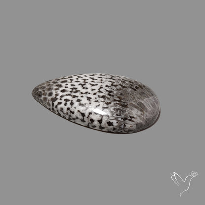 Black Fossil Coral Cabochon