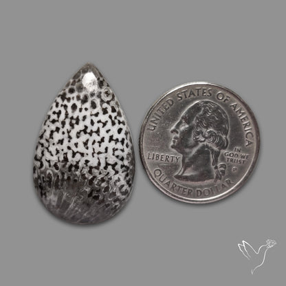 Black Fossil Coral Cabochon